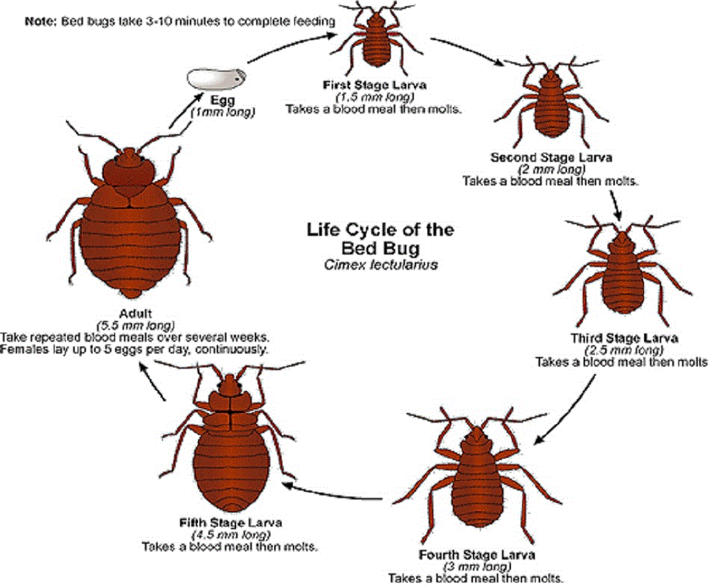 HOW BIG ARE BED BUGS ? CAN YOU SEE BED BUGS ? – BED BUG ...