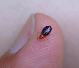 ... on Bed Bugs Pictures Bed Bug Pictures Actual Size Bed Bug Bites And