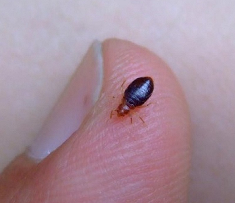 Size Of Bed Bugs Bed bug pictures actual size