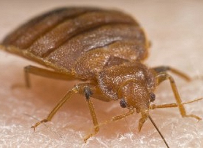 Bed Bugs Pictures IMAGES OF BED BUGS â€“ BED BUG BITES and BED BUG ...