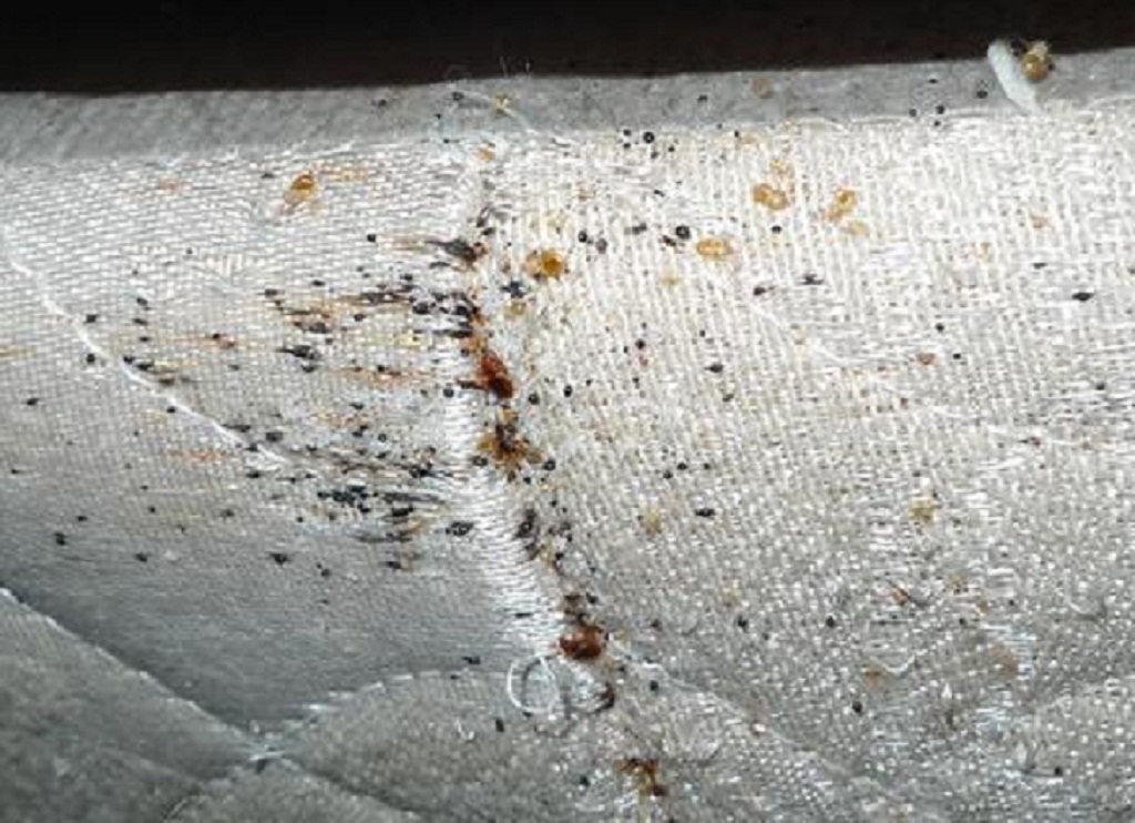 Bed Bugs Pictures Bed bugs Photos in Mattress â€“ BED BUG BITES and ...