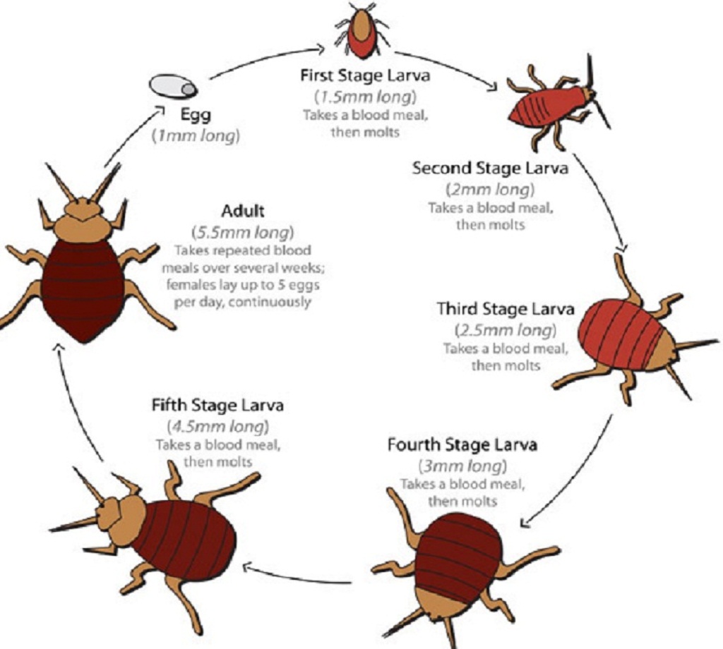 Имаго постельного клопа. Цикл развития постельного клопа. Клопы стадии развития. Жизненный цикл клопов постельных. Размножение клопов постельных жизненный цикл.
