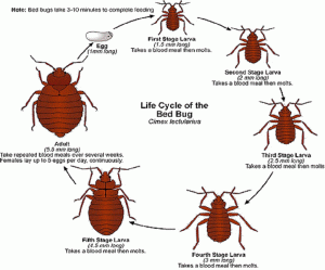 CAN YOU SEE BED BUGS ?