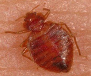 WHAT ARE BED BUGS?