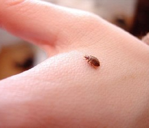 WHAT DO BED BUGS LOOK LIKE | BEDBUGS