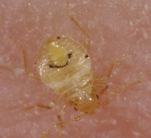 Bed bug nymph picture