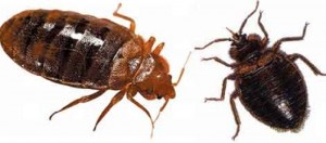 Bed bugs pictures