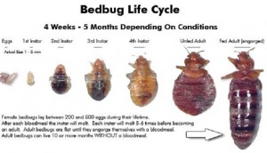 BED BUG LIFE CYCLE: From a BED BUG EGG, NYMPH to ADULT BED BUG